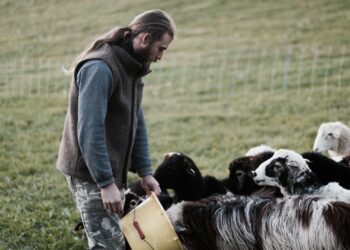 AUTwool – Nachhaltige Mode aus österreichischer Schafwolle