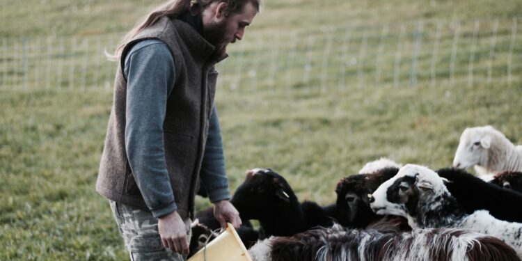 AUTwool – Nachhaltige Mode aus österreichischer Schafwolle