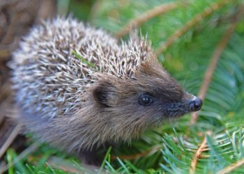 Wildtierpflegerin Gabi Kaar gibt ihr Wissen weiter