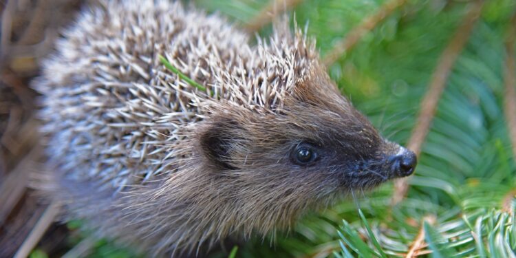 Wildtierpflegerin Gabi Kaar gibt ihr Wissen weiter