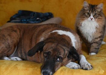 Besinnliche Feiertage – Eine Zeit für Tiere und Rücksichtnahme