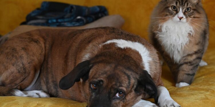 Besinnliche Feiertage – Eine Zeit für Tiere und Rücksichtnahme