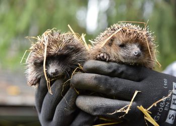 Wildtierstation Igelhof Aurachtal – Schlafplätze für Igel gesucht