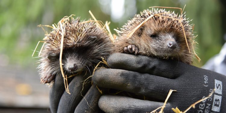 Wildtierstation Igelhof Aurachtal – Schlafplätze für Igel gesucht