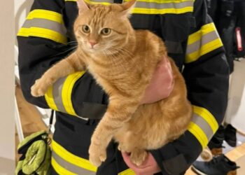 Katze im Kaminrohr: Bereits Anwesenheit der Feuerwehr brachte Hilfe