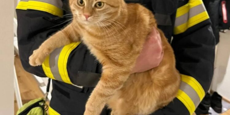 Katze im Kaminrohr: Bereits Anwesenheit der Feuerwehr brachte Hilfe