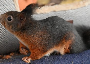 Igelhof Aurachtal – Persönliche Befindlichkeiten müssen warten