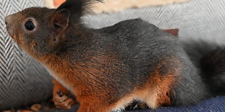 Igelhof Aurachtal – Persönliche Befindlichkeiten müssen warten