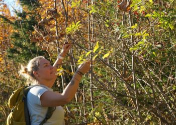 Diplomierte HeilkräuterpädagogInnen – Lehrgang im WIFI Bad Ischl ab 27. März 2025