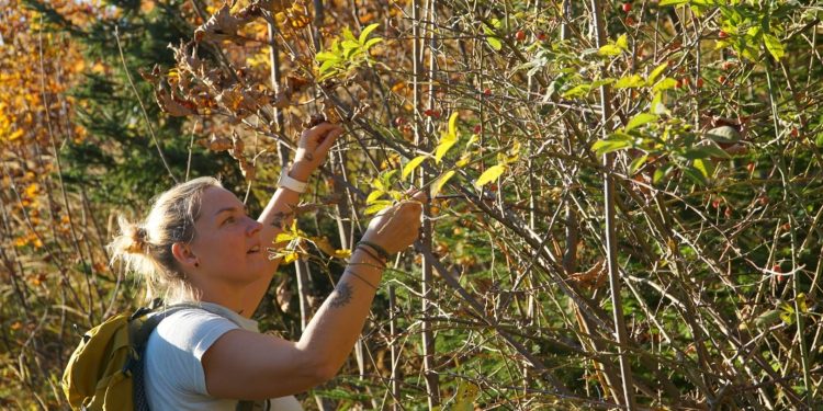 Diplomierte HeilkräuterpädagogInnen – Lehrgang im WIFI Bad Ischl ab 27. März 2025
