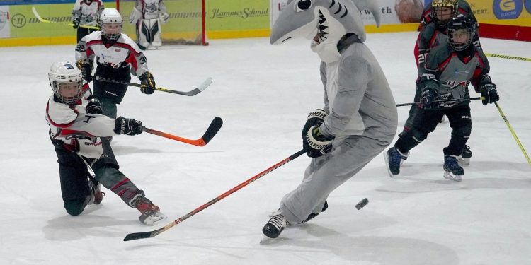 Wie die Alten sangen, so zwitschern auch die Jungen Sharks und „bissen“ auch kräftig zu!