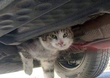 Katze in Motorraum eines PKW eingeklemmt