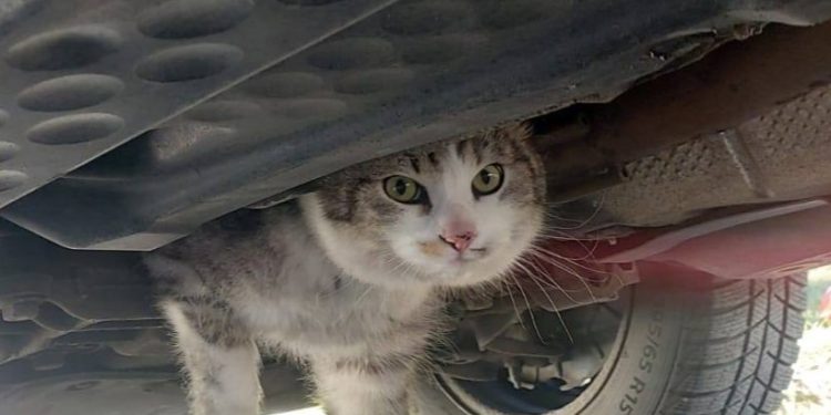 Katze in Motorraum eines PKW eingeklemmt