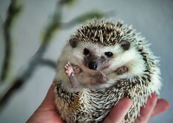 Afrikanischer Weißbauchigel – Ausgesetzt und gerettet