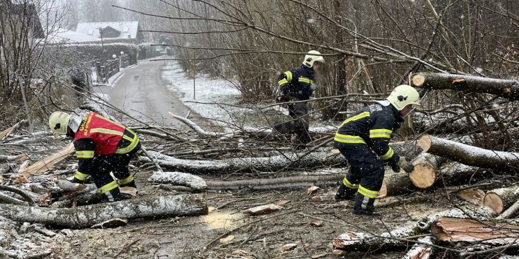 Esche entwurzelt – Straße blockiert