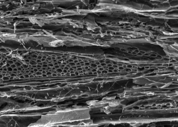 Superdünger & CCS: Terra Preta