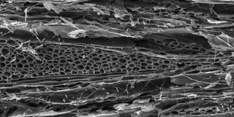 Superdünger & CCS: Terra Preta