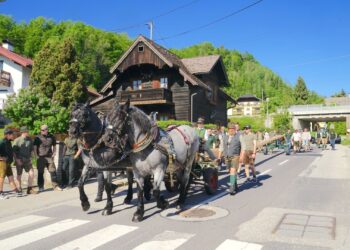 Tradition hoch gelebt — Maibaumtransport mit Noriker Pferden in Traunkirchen