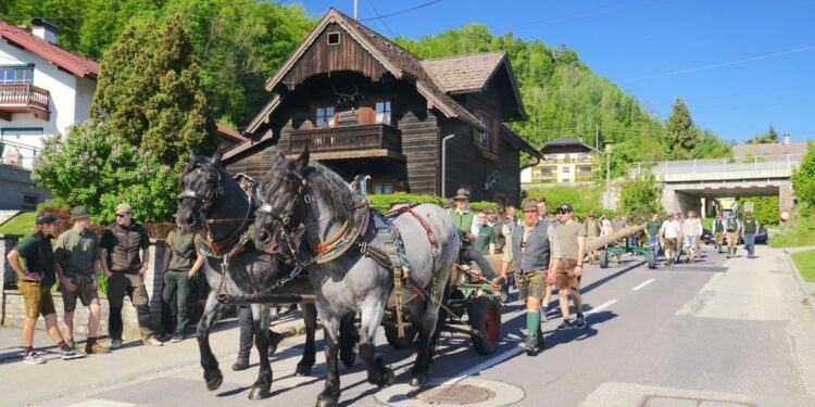 Tradition hoch gelebt – Maibaumtransport mit Noriker Pferden in Traunkirchen
