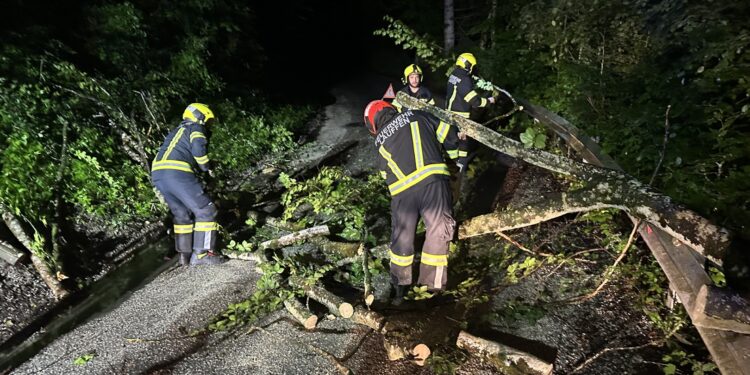 Baum über Straße in der Engleitenstraße
