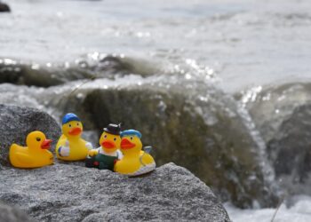 Die Enten kommen wieder