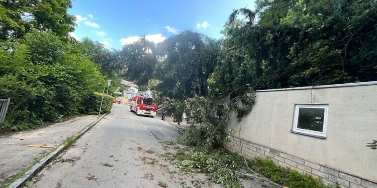Zwei Einsätze für die Feuerwehr Gmunden: Baum blockierte Traunsteinstraße und Containerbrand