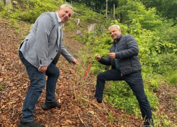 Eine Weide für Bienen in Steyrermühl