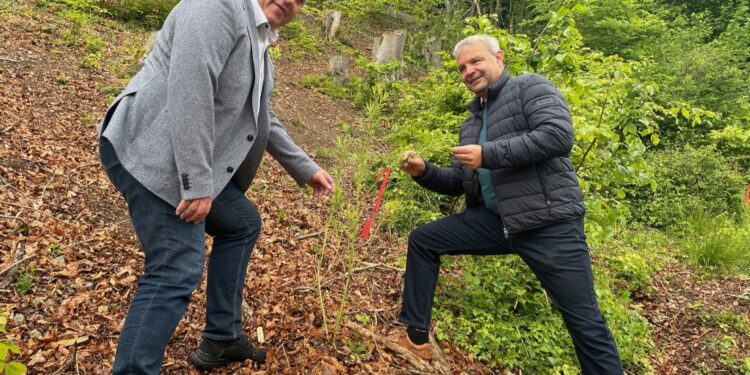 Eine Weide für Bienen in Steyrermühl