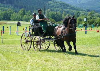 Erfolgreiches Fahrertreffen am Reitplatz Fleckleiten in Gschwandt bei Kaiserwetter