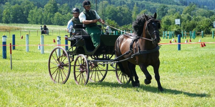 Erfolgreiches Fahrertreffen am Reitplatz Fleckleiten in Gschwandt bei Kaiserwetter