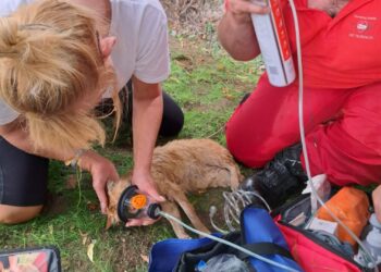 Katze nach Rettung aus Kanalrohr von Tierrettern erfolgreich reanimiert