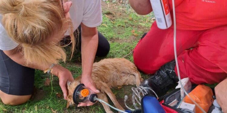 Katze nach Rettung aus Kanalrohr von Tierrettern erfolgreich reanimiert