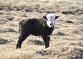 yak, baby yak, mongolia, pasture, grass, golden, animal, livestock, shaggy, cattle, nature, cub, brown grass