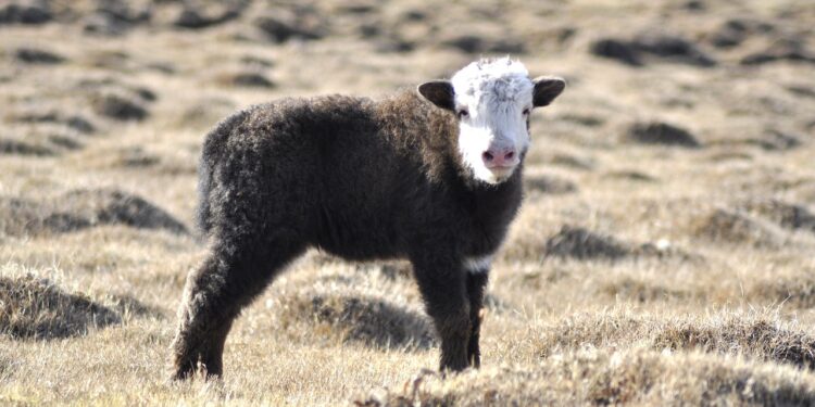 yak, baby yak, mongolia, pasture, grass, golden, animal, livestock, shaggy, cattle, nature, cub, brown grass