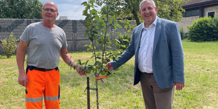 Apfelbäumchen als Zeichen der Freundschaft