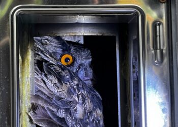 Feuerwehr und Tierrettung befreien Uhu aus Kamin