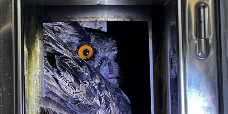 Feuerwehr und Tierrettung befreien Uhu aus Kamin