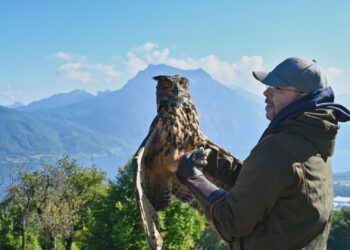 Befreiter Uhu in Freiheit – Tierdrama mit Happy End am Gmundnerberg