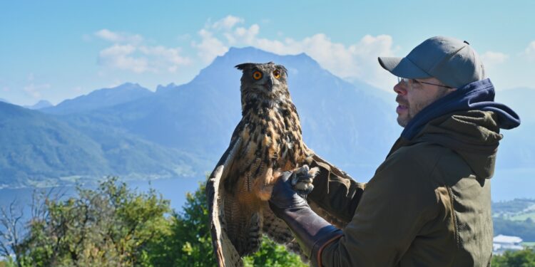 Befreiter Uhu in Freiheit – Tierdrama mit Happy End am Gmundnerberg