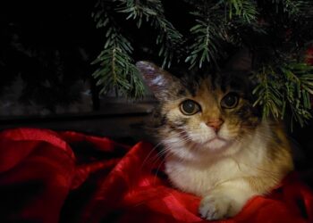 Gabi Kaar mahnt: Tiere sind keine Weihnachtsgeschenke