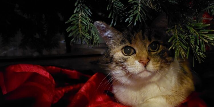 Gabi Kaar mahnt: Tiere sind keine Weihnachtsgeschenke