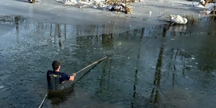 Schwan aus zugefrorenem Almsee gerettet