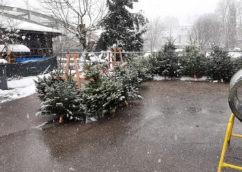 Start Christbaumverkauf bei der HFW Bad Ischl