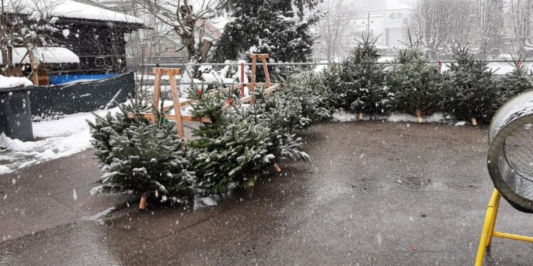 Start Christbaumverkauf bei der HFW Bad Ischl