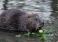 beaver, rodent, castor fiber, european beaver, eurasian beaver, herbivores, beaver, beaver, beaver, beaver, beaver, castor fiber, european beaver, eurasian beaver, eurasian beaver