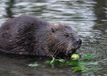 beaver, rodent, castor fiber, european beaver, eurasian beaver, herbivores, beaver, beaver, beaver, beaver, beaver, castor fiber, european beaver, eurasian beaver, eurasian beaver