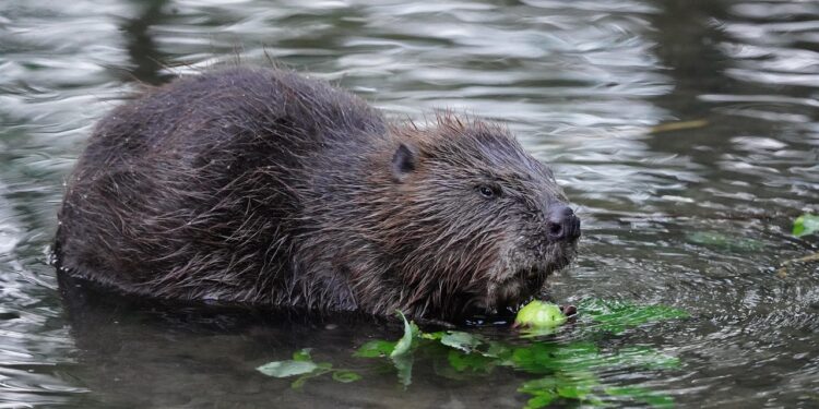 beaver, rodent, castor fiber, european beaver, eurasian beaver, herbivores, beaver, beaver, beaver, beaver, beaver, castor fiber, european beaver, eurasian beaver, eurasian beaver