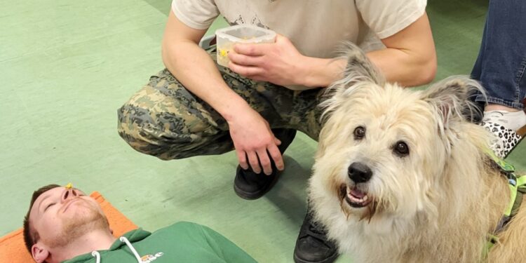 Tiergestützte Pädagogik hautnah erleben
