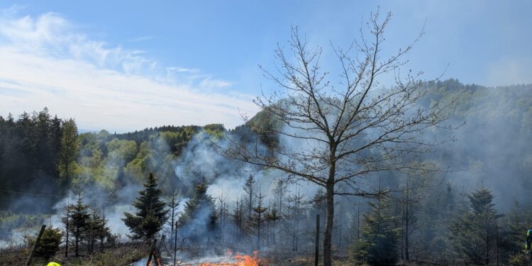 Großbrand in Christbaumplantage in Frankenburg
