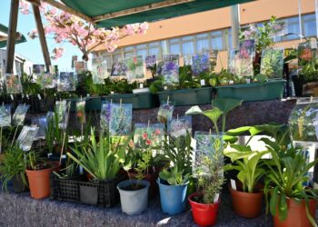 Frühling erwacht prächtig – Vielfältiger Pflanzenmarkt in Altmünster